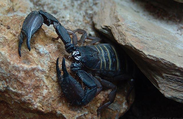 škorpijon; fotografija živali #07
